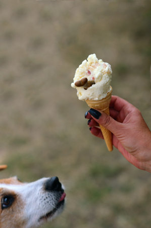 Ice cream for dogs, made of soya milk, laced with treats and finished with a crunchy canine biscuit boneの写真素材