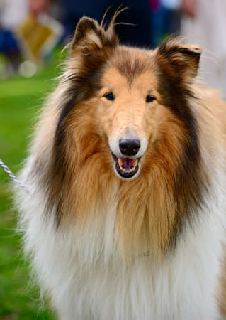 Portrait of sable and white Long-haired (Rough) Collie dogの写真素材