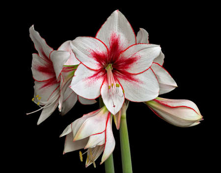 Variegated Amaryllis (Hippeastrum) isolated on black backgroundの写真素材