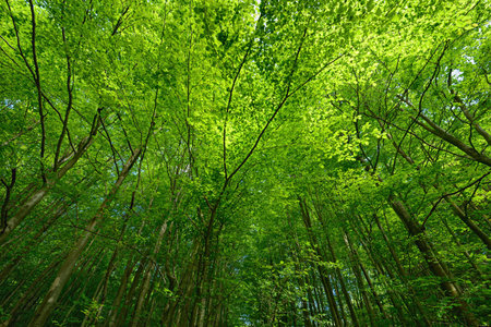 Backlit beech tree canopy on a sunny  day. Makes an attractive background.の写真素材