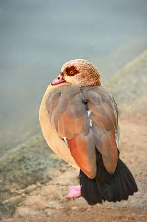 Egyptian Goose (alopochen aegyptiacus) resting on one leg by the edge of a still pond.の写真素材