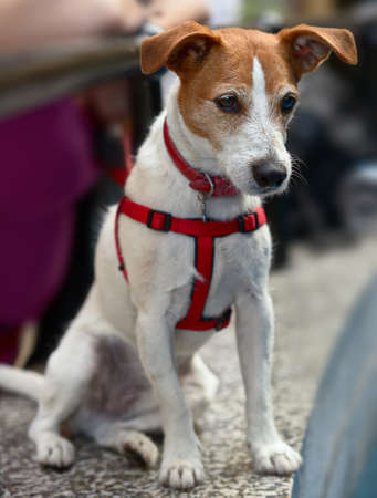 Smooth coated Parson Jack Russell Terrier sitting, looking downの写真素材