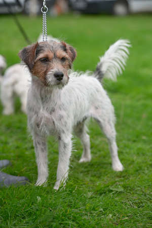 Rough coated Jack Russell Terrier, standing Rough coated Jack Russell Terrier, standing