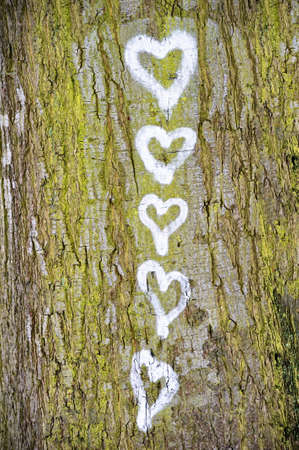 Five hearts painted on the bark of a treeの写真素材