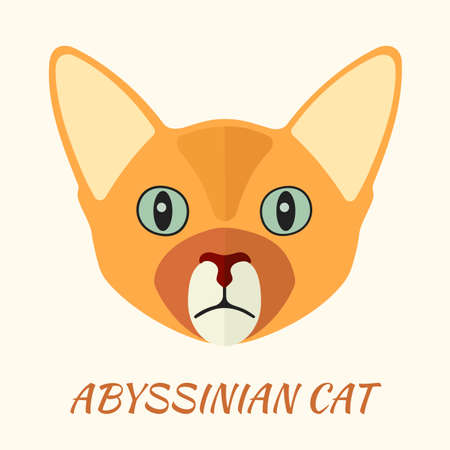 Abyssinian purebred cat portrait vector illustration in flat style.のイラスト素材