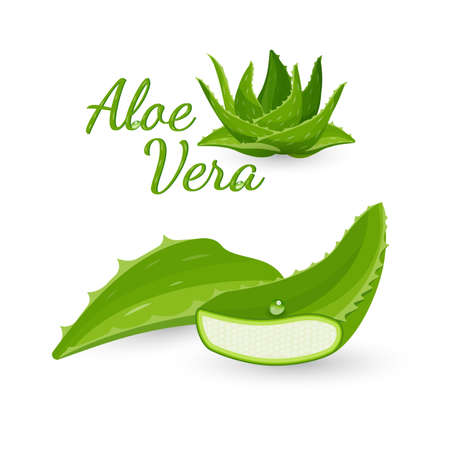 Aloe vera plant and its parts, colorful vector flat illustrationのイラスト素材