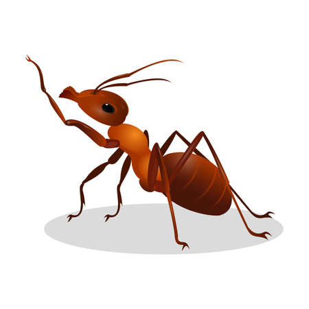 Brown ant isolated on white. Insect icon. Termite. Eusocial insect. Brown animal insect creature with elbowed antennae and t distinctive node-like structure that forms their slender waists. Vectorのイラスト素材