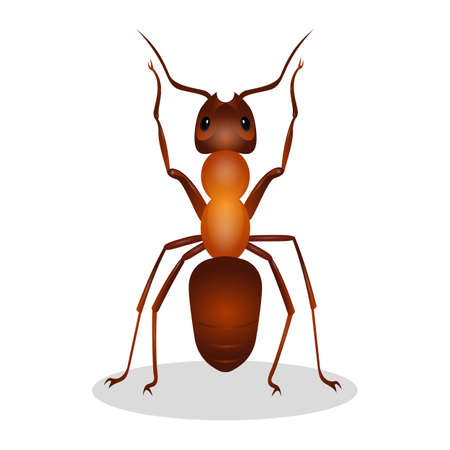 Brown ant isolated on white. Insect icon. Termite. Eusocial insect. Brown animal insect creature with elbowed antennae and t distinctive node-like structure that forms their slender waists. Vectorのイラスト素材