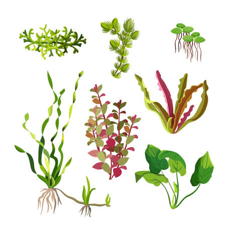 Aquarium plants set. Cartoon underwater algae. Seaweed natural elements. Decoration grass for fish tanks and terrariums. Ocean flora. Aquatic life. Branches and leaves. Vector illustrationのイラスト素材