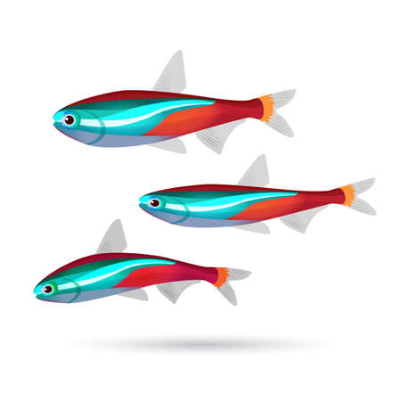 Tropical aquarium fish on white background. Set of three colorful fish of blue, gray, red and white colors. Neon. Cartoon marine inhabitants. Bright aquarium characters. Underwater animals. Vectorのイラスト素材