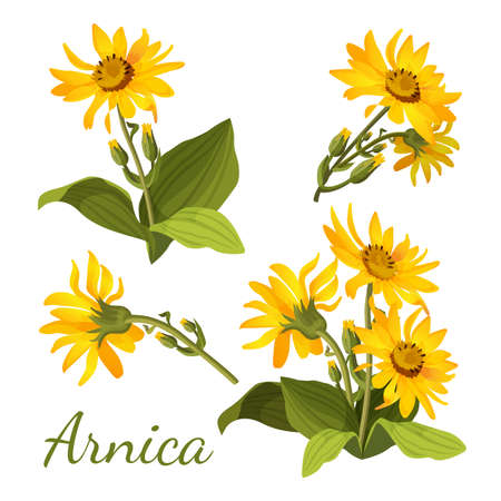 Arnica floral composition. Set of flowers with leaves, buds and branches. Vector illustration for use in web design, print or o visual areas. Sunflower family yellow botany medical aromatherapy elementのイラスト素材