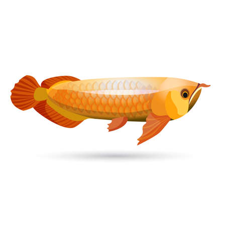 Arowana freshwater bony fish known as bonytongues isolated on whiteの写真素材