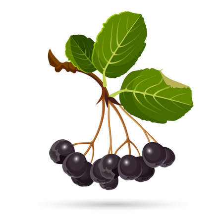Aronia chokeberries isolated on white. Branch of berries with leavesの写真素材