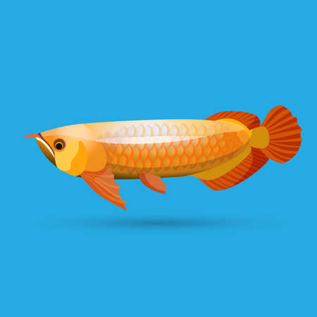 Isolated golden arowana. Freshwater bony fish bonytongues.の写真素材