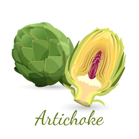 Fresh green artichoke with stem and half, bud flowerのイラスト素材