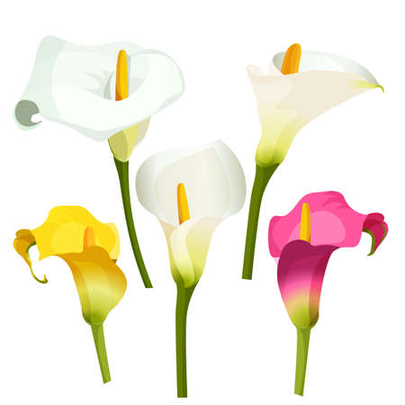 Collection of coloured arum lilies on white. Zantedeschia, calla lilyのイラスト素材