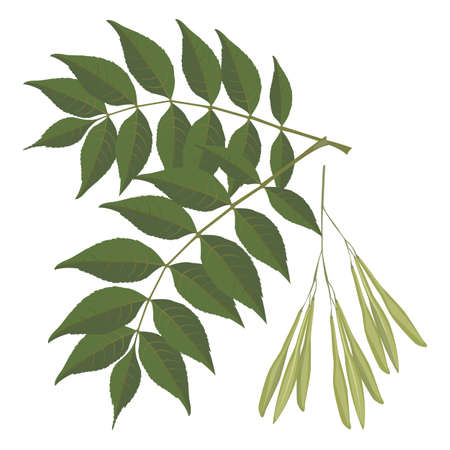 Ash tree leaves isolated on white background. Vector realistic illustrationのイラスト素材