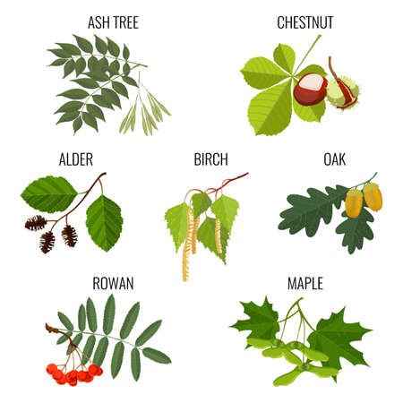 Ash, chestnut, alder, birch, maple, oak with acorns, rowan berriesの写真素材