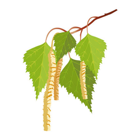Birch with leaves and buds isolated on white background. Realistic vectorの写真素材