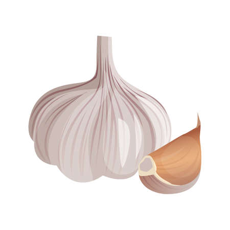 Garlic isolated on white background. Strong-smelling pungent-tasting bulbのイラスト素材