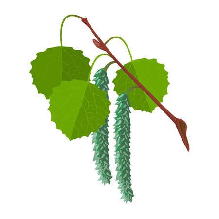 Aspen with leaves and male flowers isolated. Realistic vectorの写真素材