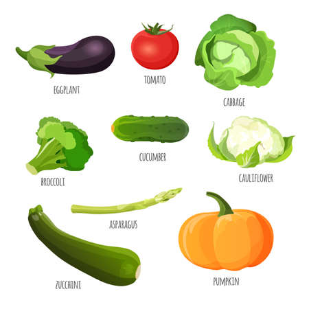 Set of vegetables. Vegetarian food vector illustration. Purple eggplant, red tomato, green cabbage, fresh broccoli, tasty cucumber, delicious cauliflower, pumpkin and zucchini near asparagus stem.の写真素材