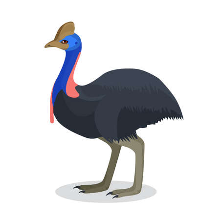 Full length portrait of australian black ostrich isolated on whiteのイラスト素材