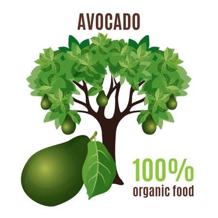 Avocado tree isolated with fruit below, 100 percent organic foodの写真素材