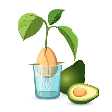 Avocado growing bone, stem and leaves in glass of waterのイラスト素材