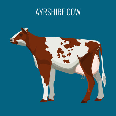 Ayrshire cows isolated on white. Vector illustration of dairy cattleのイラスト素材