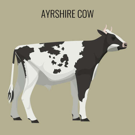 Ayrshire cows isolated on white. Vector illustration of dairy cattleのイラスト素材