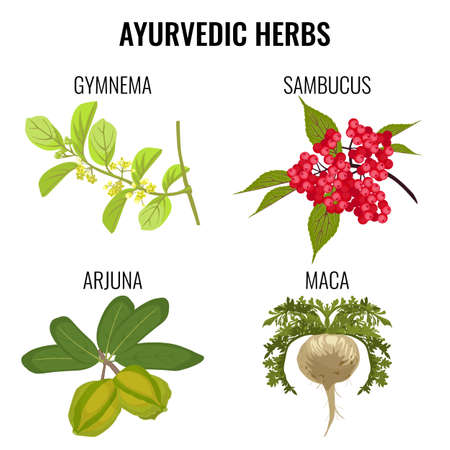 Ayurvedic herbs set isolated on white. Gymnema, sambucus, maca, arjunaのイラスト素材