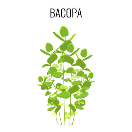 Bacopa ayurvedic aquatic plant isolated on white background.のイラスト素材