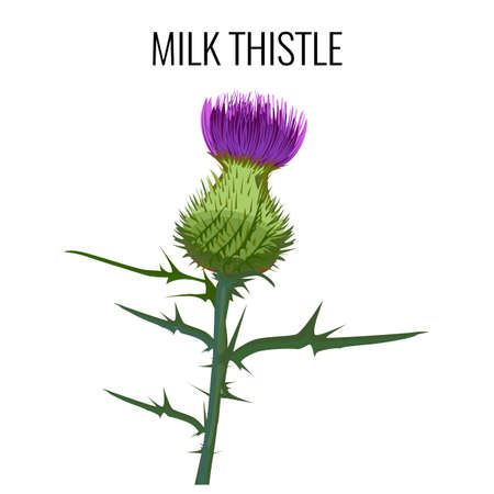 Milk thistle isolated on white background. Blessed milkthistle,のイラスト素材