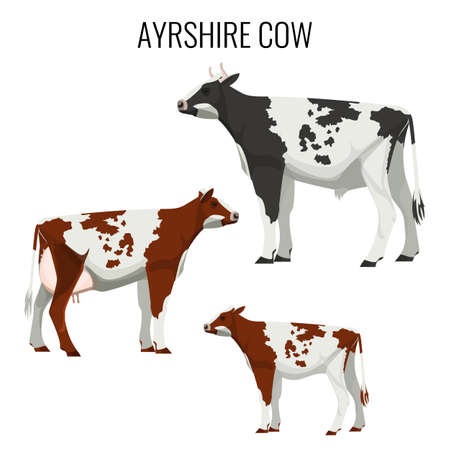 Ayrshire cows isolated on white. Vector illustration of dairy cattleのイラスト素材