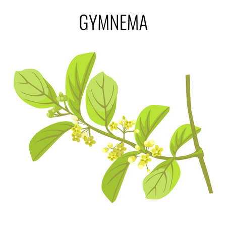 Gymnema ayurvedic medicinal herb isolated on white background. Realistic vectorのイラスト素材