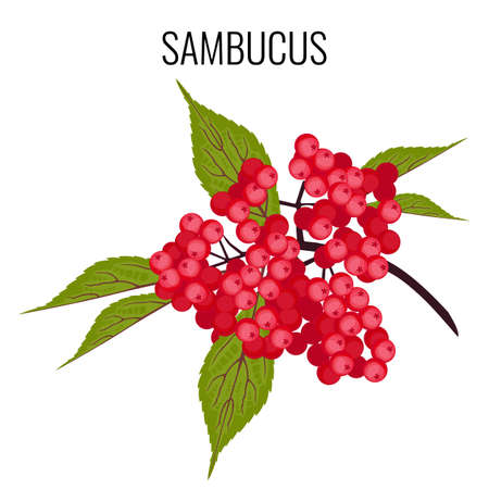Sambucus ayurvedic medicinal herb, elder or elderberry isolated on white.のイラスト素材