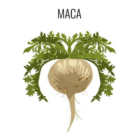 Maca ayurvedic medicinal herb isolated. Root vegetable medicinal plantのイラスト素材