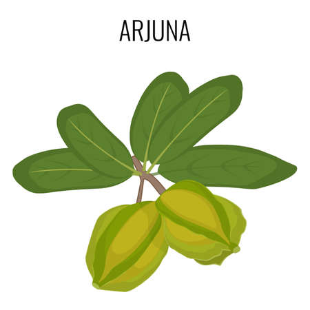 Arjuna ayurvedic medicinal herb isolated. White Marudah vector illustrationのイラスト素材