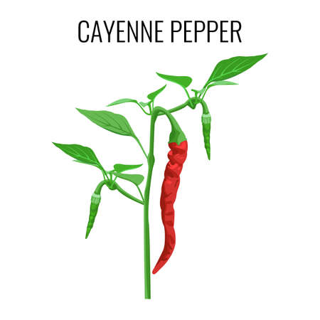 Cayenne pepper pod on green stem with leaves.のイラスト素材