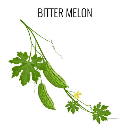 Bitter melon on white background isolated.のイラスト素材