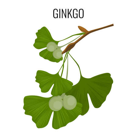 Ginkgo biloba pod with green leaves isolated on whiteのイラスト素材
