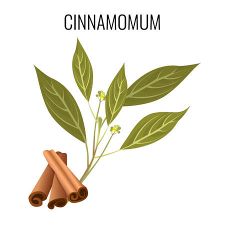 Cinnamomum cassia sticks and green leaves on white.のイラスト素材