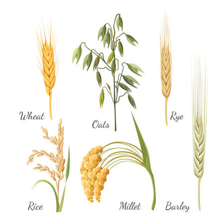 Barley, wheat, rye, rice, millet and green oat. Vector illustrationのイラスト素材