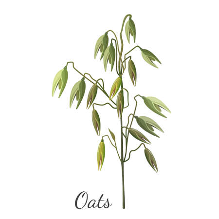 Oats cereals grain realistic hand drawn pattern in realistic design.のイラスト素材