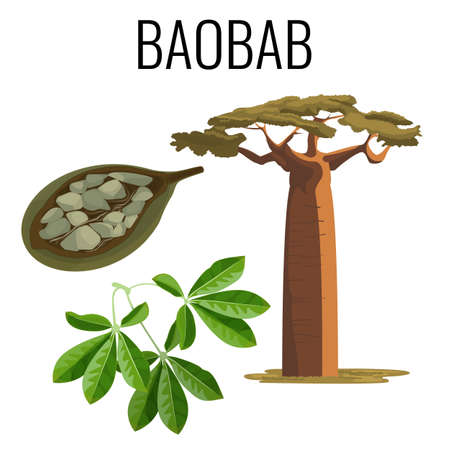 African baobab tree and fruit with seeds color icon emblemのイラスト素材