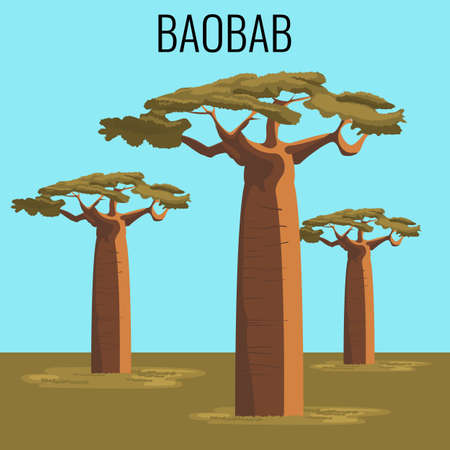 African baobab tree icon emblemのイラスト素材
