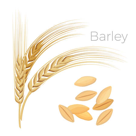 Barley, ears of wheat. Cereals with grains isolated on whiteのイラスト素材