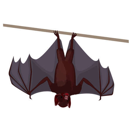 Brown flittermouse with opened wings flat design isolated on white.のイラスト素材