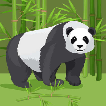 Black and white heavy panda stands on paws, bamboo background.のイラスト素材